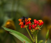 2023 09 17 LongFellowGardens 010